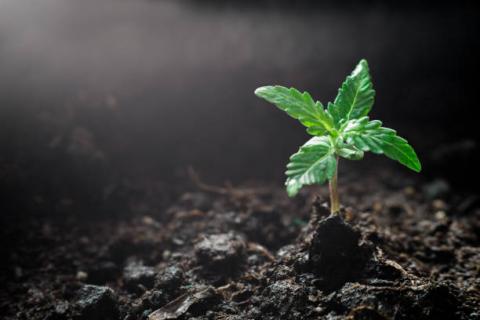 Cannabis Cottage - Seed Germinating